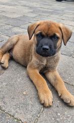 Kruising bull mastiff x chowchow/berner sennen, Dieren en Toebehoren, Overige rassen, 8 tot 15 weken, Meerdere, Meerdere dieren