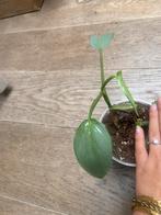 Philodendron hastatum silversword stek 1, Ophalen of Verzenden, Volle zon, Overige soorten, Minder dan 100 cm