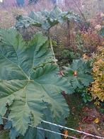 Mammoetblad plant, Tuin en Terras, Ophalen, Overige soorten, Volle zon