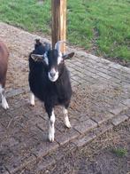 Toggenburger bok, Dieren en Toebehoren, Schapen, Geiten en Varkens, Mannelijk, Geit, 0 tot 2 jaar