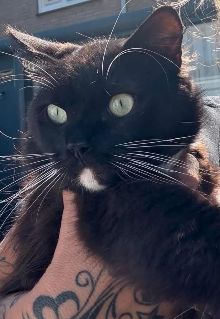 Prachtige ragdoll kater op zoek naar personeel, Dieren en Toebehoren, Katten en Kittens | Raskatten | Langhaar, Kater, 0 tot 2 jaar