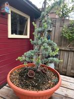 Ceder Atlantica Glauca Pre Bonsai, Tuin en Terras, Planten | Bomen, Bloeit niet, Overige soorten, Minder dan 100 cm, Ophalen
