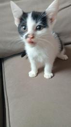 kitten, Dieren en Toebehoren, Kater, Kortharig, 0 tot 2 jaar