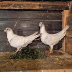 Duiven koppel te koop, Dieren en Toebehoren, Meerdere dieren, Overige soorten