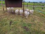 Ooien te koop (texelaar), Dieren en Toebehoren, Schapen, Geiten en Varkens, Vrouwelijk, Schaap, 0 tot 2 jaar