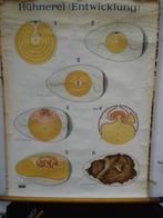 Vintage schoolplaat Kippenei / Hühnerei (Entwicklung), Ophalen of Verzenden, Natuur en Biologie