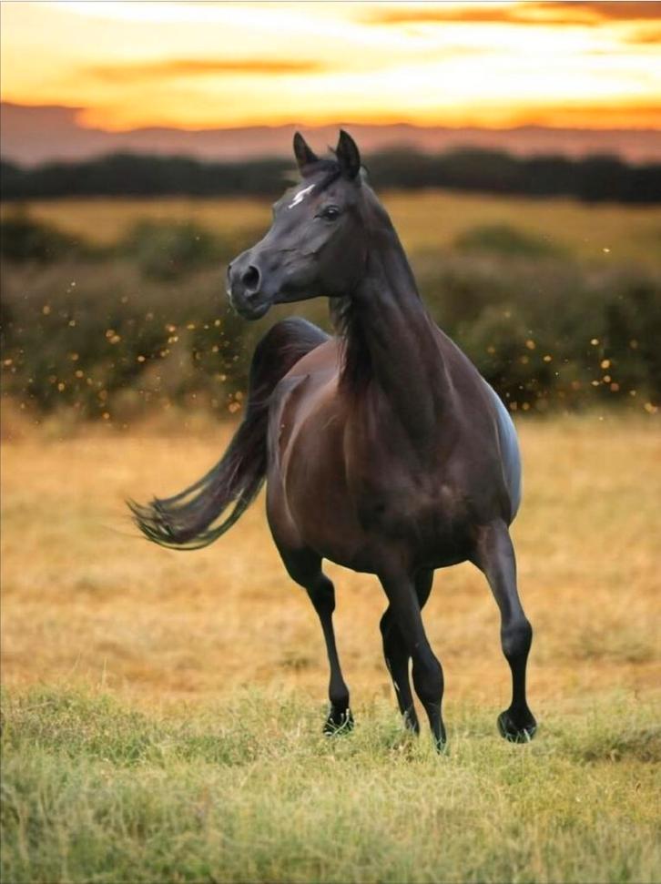 ️ Exclusieve Arabieren te koop ️, Dieren en Toebehoren, Paarden, Meerdere dieren, Minder dan 160 cm, 0 tot 2 jaar, Met stamboom