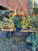 Kerstgroen 1,99 per stuk 3 voor 5, Ophalen of Verzenden