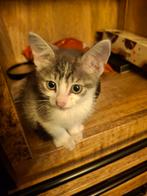 4 lieve kittens tekoop, Dieren en Toebehoren, Katten en Kittens | Overige Katten, Meerdere dieren, Kortharig, 0 tot 2 jaar