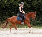 Mega chique, brave en leuke allround sportpony!!, Dieren en Toebehoren, Pony's, Merrie, B, Gechipt, Springpony