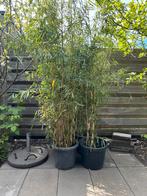 Niet woekerende bamboe: Fargesia Robusta., Tuin en Terras, Ophalen of Verzenden