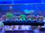 Euphyllia Glabrescens Toorts koraal stekken, Dieren en Toebehoren, ., Plant(en), Steen of Hout, Nieuw, Ophalen of Verzenden