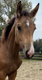 Prachtig goud kleurig abc hengst (Tuschinski X Weissgold gf), Dieren en Toebehoren, Paarden, Gechipt, 0 tot 2 jaar, Hengst, Onbeleerd