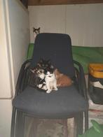 Kittens 9 weken, Dieren en Toebehoren, Katten en Kittens | Overige Katten, Meerdere dieren, Kortharig, 0 tot 2 jaar