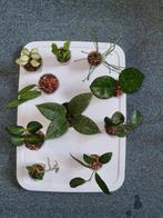 Gewoortelde hoya stekjes pakket 10x voor € 50!, Ophalen of Verzenden, Halfschaduw, Minder dan 100 cm
