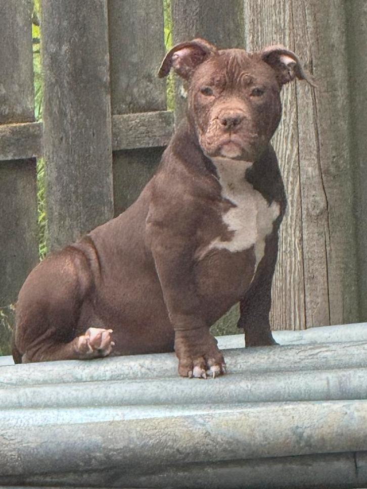 American bully puppy’s met DBKC stamboom, Dieren en Toebehoren, Honden | Bulldogs, Pinschers en Molossers, Meerdere dieren, Overige rassen