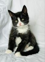 Siberische kittens (mix) Nestje- nog 2 beschikbaar, Meerdere dieren