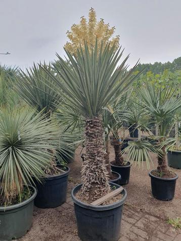 Yucca treculeana  beschikbaar voor biedingen