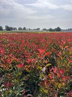 Photinia Red Robin maat 120-140, Tuin en Terras, Planten | Struiken en Hagen, Ophalen of Verzenden, Overige soorten, Haag, 100 tot 250 cm