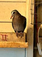 1-0 groenvleugel nan, Dieren en Toebehoren, Vogels | Duiven, Mannelijk, Overige soorten