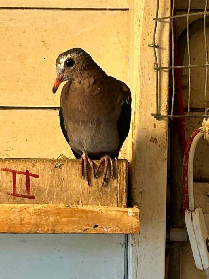 1-0 groenvleugel nan, Dieren en Toebehoren, Vogels | Duiven, Overige soorten, Mannelijk