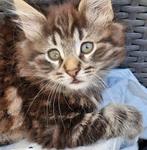 Noorse Boskat kittens zoeken personeel, Dieren en Toebehoren, Katten en Kittens | Raskatten | Langhaar, Meerdere dieren, Ontwormd