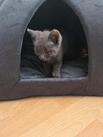 2 lieve kittens ., Dieren en Toebehoren, Katten en Kittens | Overige Katten, Poes