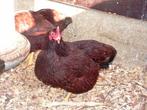 Red Island kriel | Nieuwsgierige kippen | Passend advies, Dieren en Toebehoren, Pluimvee, Meerdere dieren, Kip