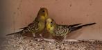 Te koop Blackface/blackwing parkietjes., Meerdere dieren, Parkiet, Geringd