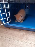 Lieve rode kittens, Dieren en Toebehoren, Meerdere dieren, Kortharig, 0 tot 2 jaar