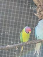 Te koop pruimkop parkiet, Dieren en Toebehoren, Meerdere dieren, Parkiet