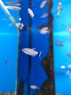 Roodoog zalm desgewenst bezorgd aan huis, Karper of Koi