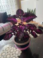 Siernetel plant, Huis en Inrichting, Kamerplanten, Ophalen of Verzenden, Overige soorten, Minder dan 100 cm