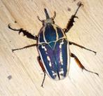 MTU larven L2/L3, Dieren en Toebehoren