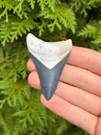 Megalodon haaientand 6.8 centimeter, Verzamelen, Mineralen en Fossielen, Ophalen of Verzenden, Fossiel