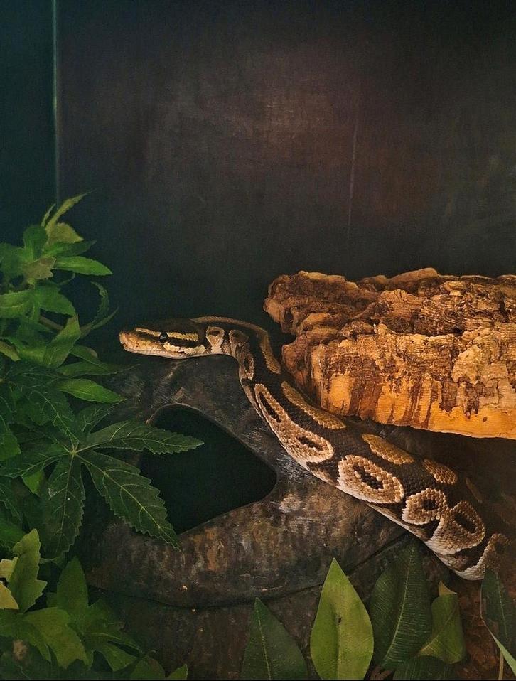 Koningspython man Ball Python - male for sale from Mel