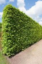 Fagus Sylvatica (groene, bladhoudende haagbeuk) div. maten, Ophalen, Overige soorten, Halfschaduw