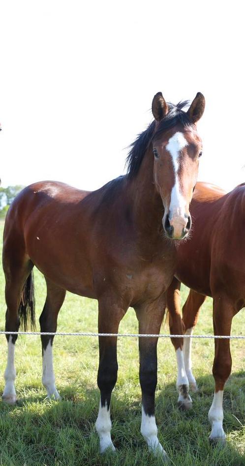 Mooie lieve 2 jarige Hermes te koop, Dieren en Toebehoren, Paarden, Merrie, 0 tot 2 jaar