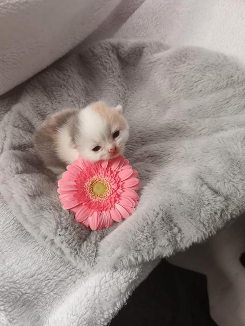 Laatste poesje met DBE blauwe oogjes, Dieren en Toebehoren, Katten en Kittens | Dekkaters