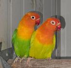 1-1 Fischeri opaline pale fallow 2024, Meerdere dieren, Dwergpapegaai of Agapornis, Geringd