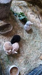 Knaagdier vakantie opvang!, Ophalen, 110 cm of meer, Hok, Cavia