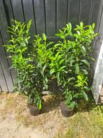 Prunus Genolia haagplanten ca. 100cm superprijs! OP=OP, Ophalen of Verzenden, Laurier, Haag, 100 tot 250 cm
