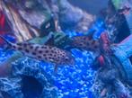 6 Synodontis multipunctatis 10 cm (koekoeks meerval) + voer, Dieren en Toebehoren, Vissen | Aquariumvissen, Vis, Zoetwatervis