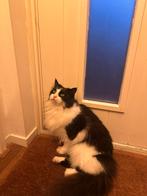 Super lieve Heilige Birmaan zoekt nieuw huisje, Kater, Gechipt