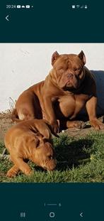 American Pocket Bully pups ABKC, Dieren en Toebehoren, Honden | Bulldogs, Pinschers en Molossers, Fokker | Hobbymatig, Rabiës (hondsdolheid)