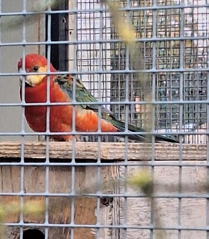 Stanley rosella man aangeboden of wildkleur pop gevraagd., Dieren en Toebehoren, Vogels | Parkieten en Papegaaien, Parkiet, Meerdere dieren