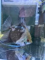 Maanvissen (smokey gold marble), Dieren en Toebehoren, Vis