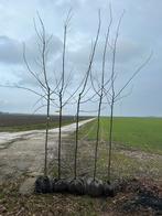 Hoogstam fruitbomen met kluit, Tuin en Terras, Planten | Bomen, Ophalen of Verzenden, Overige soorten