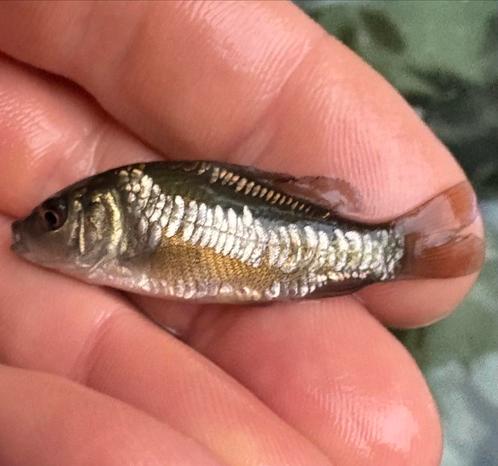 Ze zijn er weer de ALLER mooiste spiegelkarpertjes !!!, Dieren en Toebehoren, Vissen | Vijvervissen, Karper of Koi