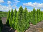 Thuja Smaragd coniferen in alle maten leverbaar, Ophalen of Verzenden, Conifeer, Haag, 100 tot 250 cm